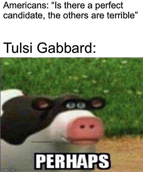 Perhaps Cow | Americans: “Is there a perfect candidate, the others are terrible”; Tulsi Gabbard: | image tagged in perhaps cow,memes,political meme,2020 elections | made w/ Imgflip meme maker