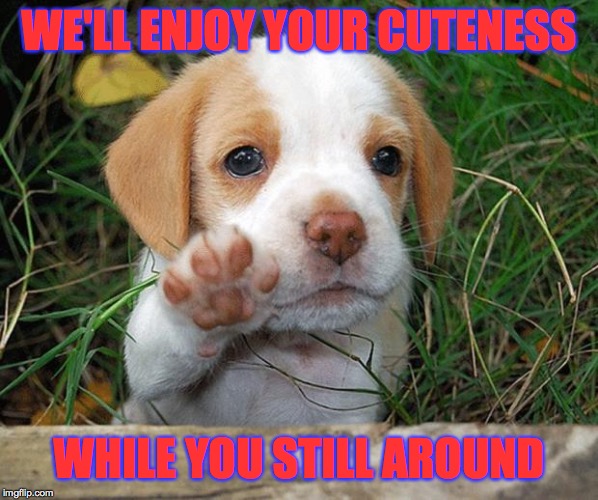 dog puppy bye | WE'LL ENJOY YOUR CUTENESS WHILE YOU STILL AROUND | image tagged in dog puppy bye | made w/ Imgflip meme maker