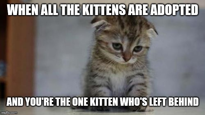 Sad kitten | WHEN ALL THE KITTENS ARE ADOPTED AND YOU'RE THE ONE KITTEN WHO'S LEFT BEHIND | image tagged in sad kitten | made w/ Imgflip meme maker