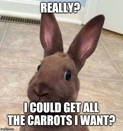 Really? Rabbit | REALLY? I COULD GET ALL THE CARROTS I WANT? | image tagged in really rabbit | made w/ Imgflip meme maker