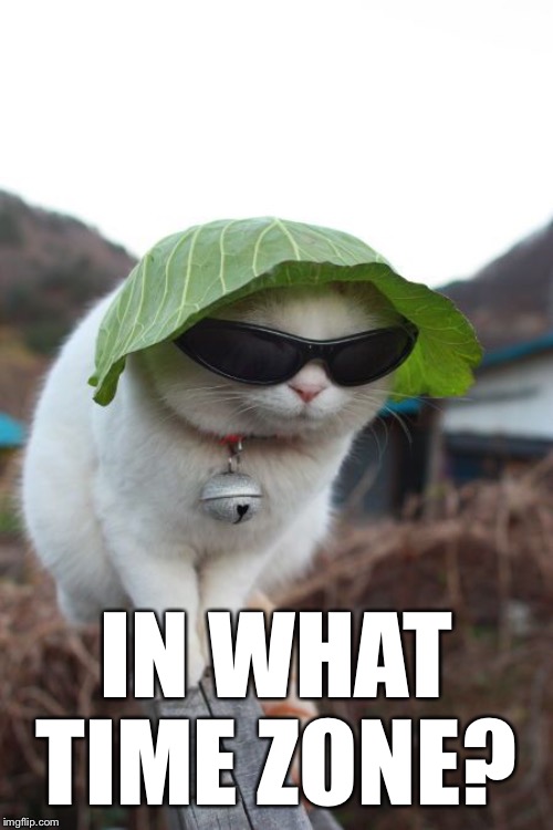 undercover cat | IN WHAT TIME ZONE? | image tagged in undercover cat | made w/ Imgflip meme maker