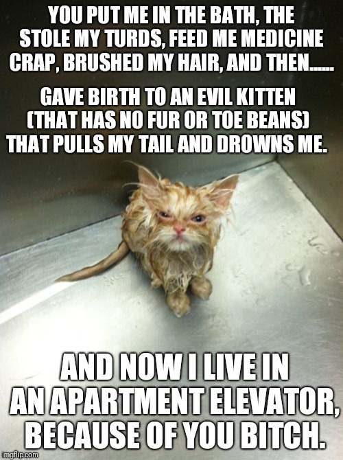 Kill You Cat Meme | YOU PUT ME IN THE BATH, THE STOLE MY TURDS, FEED ME MEDICINE CRAP, BRUSHED MY HAIR, AND THEN...... GAVE BIRTH TO AN EVIL KITTEN (THAT HAS NO FUR OR TOE BEANS) THAT PULLS MY TAIL AND DROWNS ME. AND NOW I LIVE IN AN APARTMENT ELEVATOR, BECAUSE OF YOU BITCH. | image tagged in memes,kill you cat | made w/ Imgflip meme maker