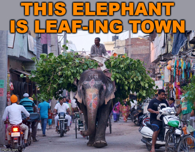 Leaf them alone | THIS ELEPHANT IS LEAF-ING TOWN | image tagged in elephant,bad pun | made w/ Imgflip meme maker