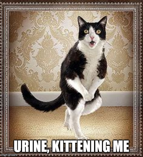 cat pee pee dance | URINE, KITTENING ME | image tagged in cat pee pee dance | made w/ Imgflip meme maker