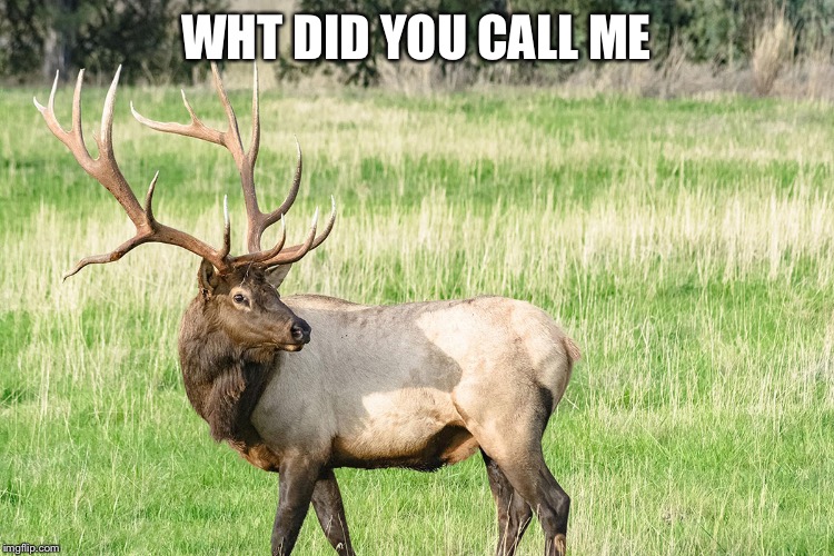 Bow Hunting Season | WHT DID YOU CALL ME | image tagged in bow hunting season | made w/ Imgflip meme maker