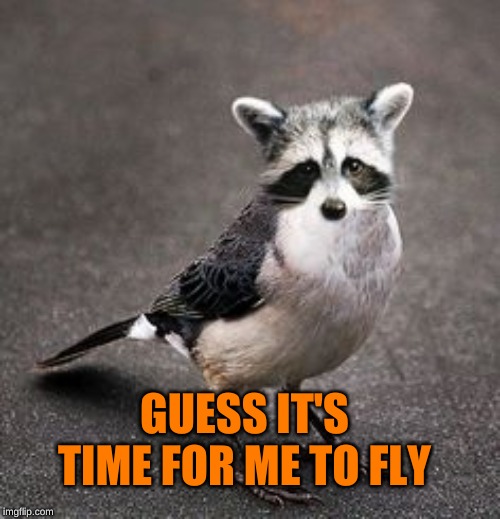 Raccoon bird | GUESS IT'S TIME FOR ME TO FLY | image tagged in raccoon bird | made w/ Imgflip meme maker