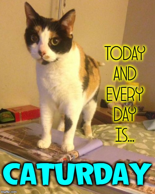 Meet My Demands... or else! | TODAY AND EVERY DAY IS... CATURDAY | image tagged in vince vance,cats,i love cats,funny cat memes,saturday,my cat | made w/ Imgflip meme maker