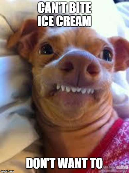 teeth dog | CAN'T BITE ICE CREAM DON'T WANT TO | image tagged in teeth dog | made w/ Imgflip meme maker