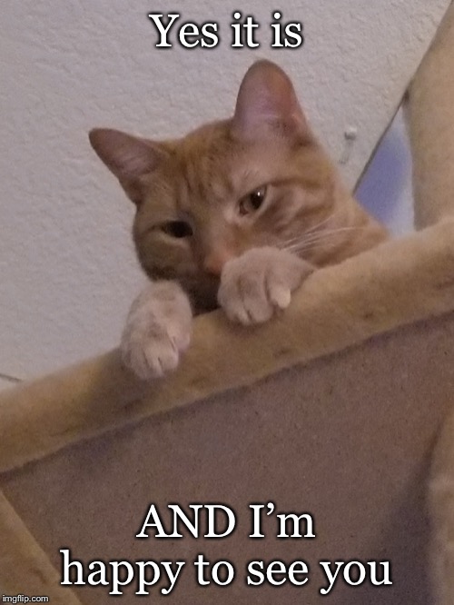Creepy Cat | Yes it is AND I’m happy to see you | image tagged in creepy cat | made w/ Imgflip meme maker