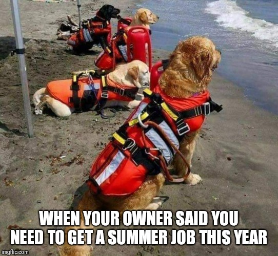 Working Me Like A Dog | WHEN YOUR OWNER SAID YOU NEED TO GET A SUMMER JOB THIS YEAR | image tagged in dogs,memes | made w/ Imgflip meme maker