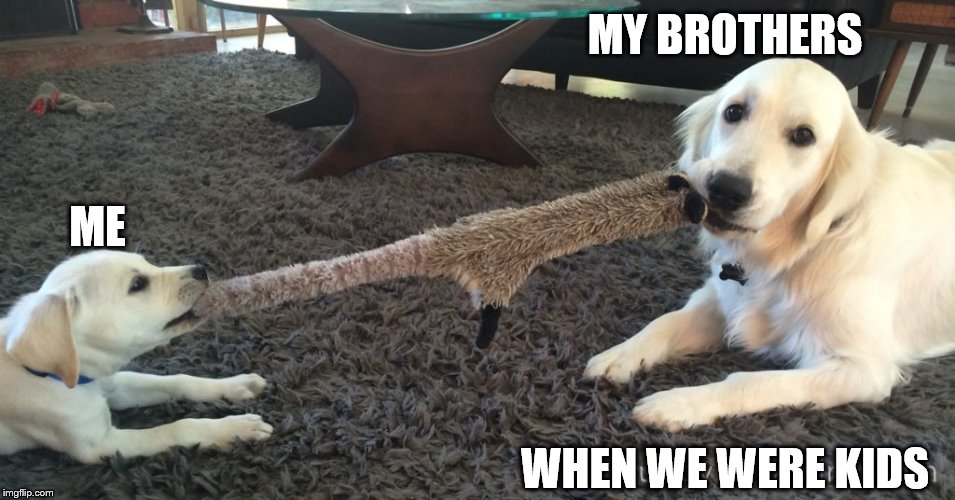 Sibling Fun | MY BROTHERS; ME; WHEN WE WERE KIDS | image tagged in doggo,pupper,cute,funny,memes,young | made w/ Imgflip meme maker