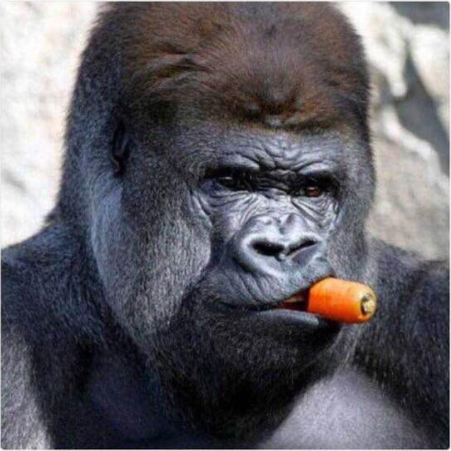 High Quality J. Jonah Jameson gorilla Blank Meme Template
