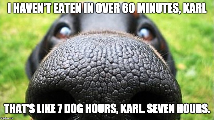 dog nose | I HAVEN'T EATEN IN OVER 60 MINUTES, KARL; THAT'S LIKE 7 DOG HOURS, KARL. SEVEN HOURS. | image tagged in dog nose | made w/ Imgflip meme maker