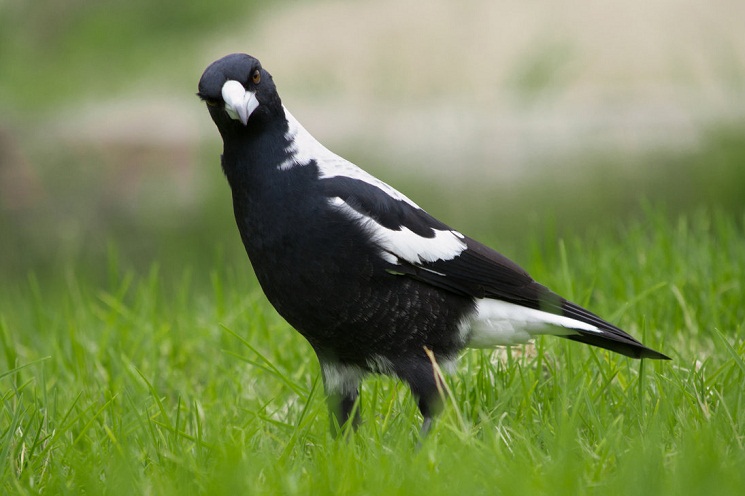 Australian Magpie Blank Meme Template