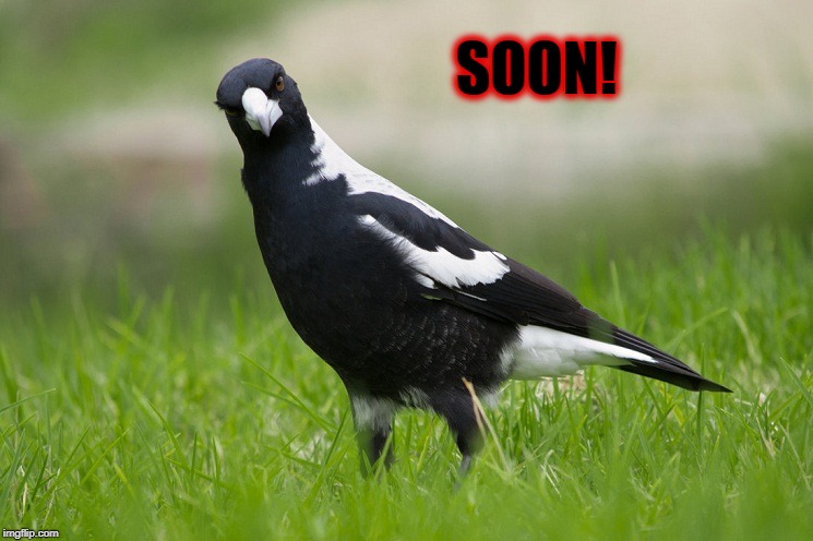 Australian Magpie | SOON! | image tagged in australian magpie | made w/ Imgflip meme maker