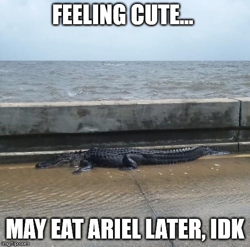 Mississippi Gator feeling cute | FEELING CUTE... MAY EAT ARIEL LATER, IDK | image tagged in memes | made w/ Imgflip meme maker
