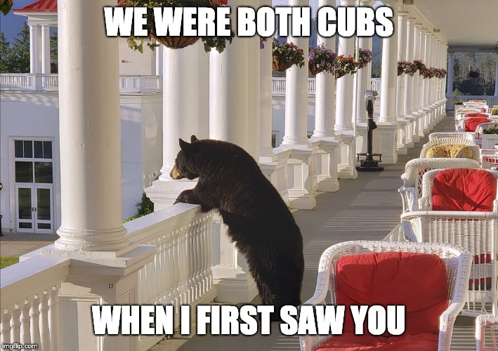 Balcony Bear | WE WERE BOTH CUBS; WHEN I FIRST SAW YOU | image tagged in balcony bear | made w/ Imgflip meme maker
