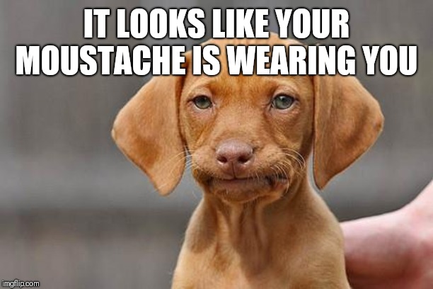 Dissapointed puppy | IT LOOKS LIKE YOUR MOUSTACHE IS WEARING YOU | image tagged in dissapointed puppy | made w/ Imgflip meme maker