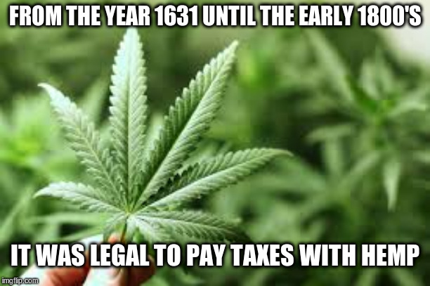 Hemp | FROM THE YEAR 1631 UNTIL THE EARLY 1800'S; IT WAS LEGAL TO PAY TAXES WITH HEMP | image tagged in hemp,pay taxes,taxes,marijuana | made w/ Imgflip meme maker