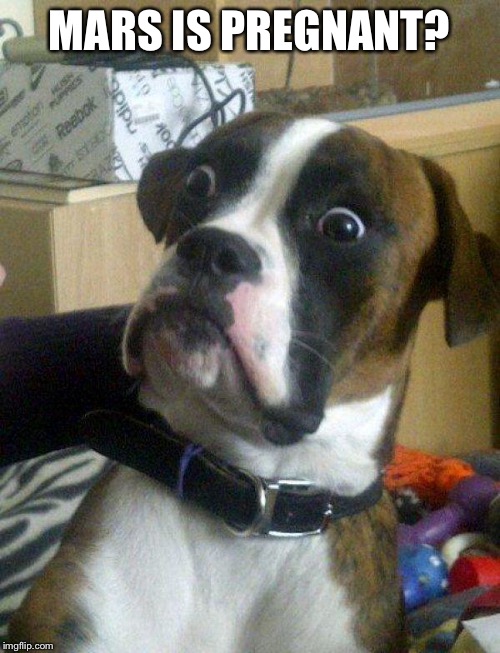 Blankie the Shocked Dog | MARS IS PREGNANT? | image tagged in blankie the shocked dog | made w/ Imgflip meme maker