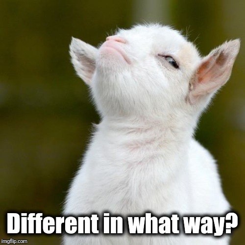 Different in what way? | image tagged in suspicious lamb | made w/ Imgflip meme maker