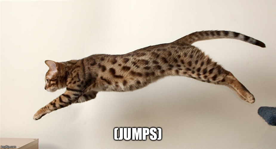 Grey and Ash 2#: Grey’s Jump (Part 2) | (JUMPS) | image tagged in cats,jump,jumping,leaping,grey,ash | made w/ Imgflip meme maker