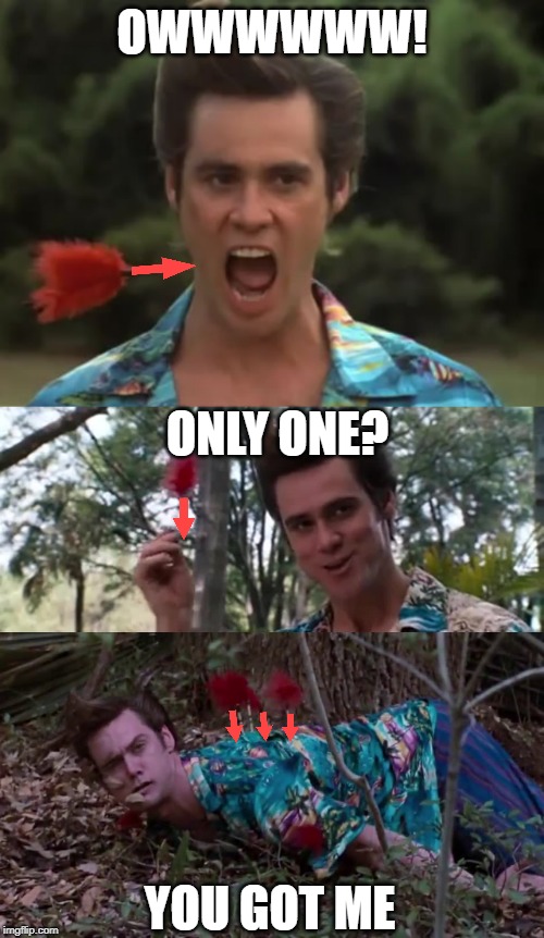 My My My | OWWWWWW! ONLY ONE? YOU GOT ME | image tagged in downvote,ace ventura,imgflip | made w/ Imgflip meme maker