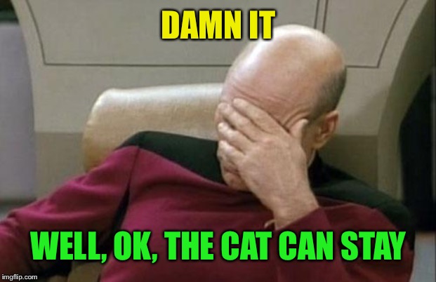 Captain Picard Facepalm Meme | DAMN IT WELL, OK, THE CAT CAN STAY | image tagged in memes,captain picard facepalm | made w/ Imgflip meme maker