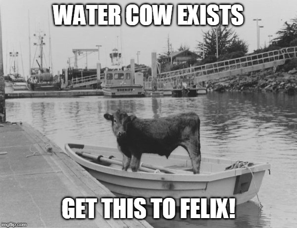 WATER COW | WATER COW EXISTS; GET THIS TO FELIX! | image tagged in fun | made w/ Imgflip meme maker