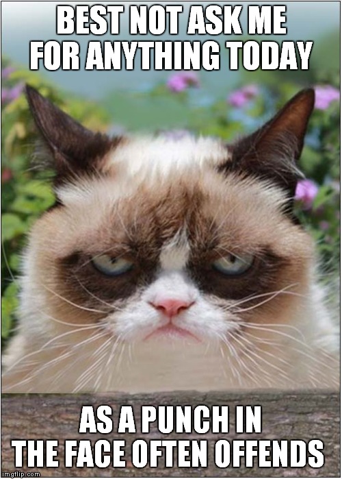 Grumpys 'Do Not Disturb' Warning | BEST NOT ASK ME FOR ANYTHING TODAY; AS A PUNCH IN THE FACE OFTEN OFFENDS | image tagged in cats,grumpy cat | made w/ Imgflip meme maker