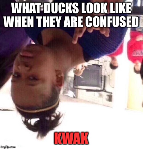 Black Girl Wat Meme | WHAT DUCKS LOOK LIKE WHEN THEY ARE CONFUSED; KWAK | image tagged in memes,black girl wat | made w/ Imgflip meme maker