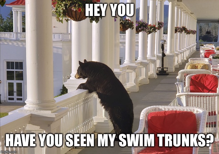 Balcony Bear | HEY YOU; HAVE YOU SEEN MY SWIM TRUNKS? | image tagged in balcony bear | made w/ Imgflip meme maker