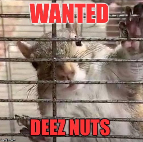 Wanted Deez Nuts | WANTED; DEEZ NUTS | image tagged in squirrel | made w/ Imgflip meme maker
