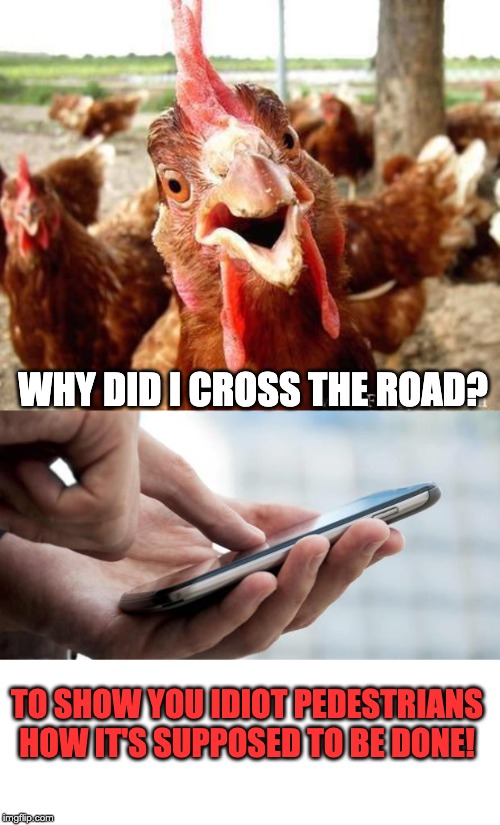 WHY DID I CROSS THE ROAD? TO SHOW YOU IDIOT PEDESTRIANS HOW IT'S SUPPOSED TO BE DONE! | image tagged in chicken,text back | made w/ Imgflip meme maker