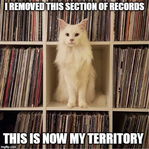 MINE | I REMOVED THIS SECTION OF RECORDS; THIS IS NOW MY TERRITORY | image tagged in cats,cat,funny cats,funny | made w/ Imgflip meme maker