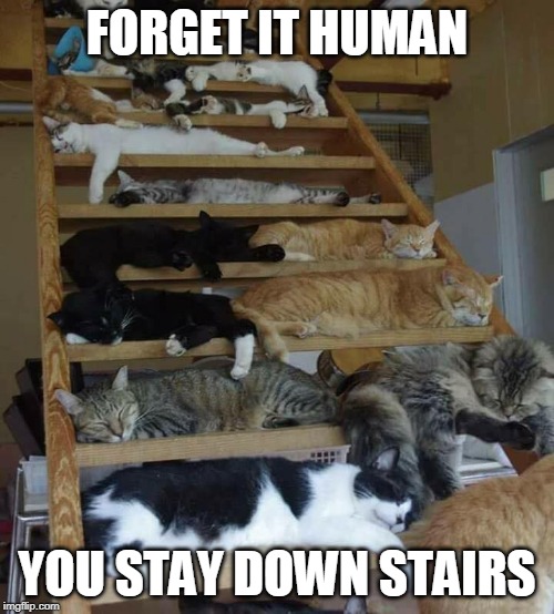 NOPE | FORGET IT HUMAN; YOU STAY DOWN STAIRS | image tagged in cats,cat,cute cat,funny cats | made w/ Imgflip meme maker