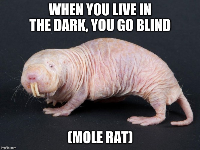 underground wisdom | WHEN YOU LIVE IN THE DARK, YOU GO BLIND; (MOLE RAT) | image tagged in rat,blind | made w/ Imgflip meme maker