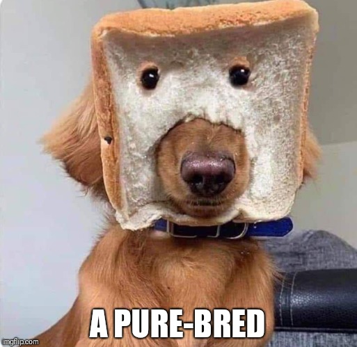 A Pure-Bred | A PURE-BRED | image tagged in dogs,silly,memes | made w/ Imgflip meme maker