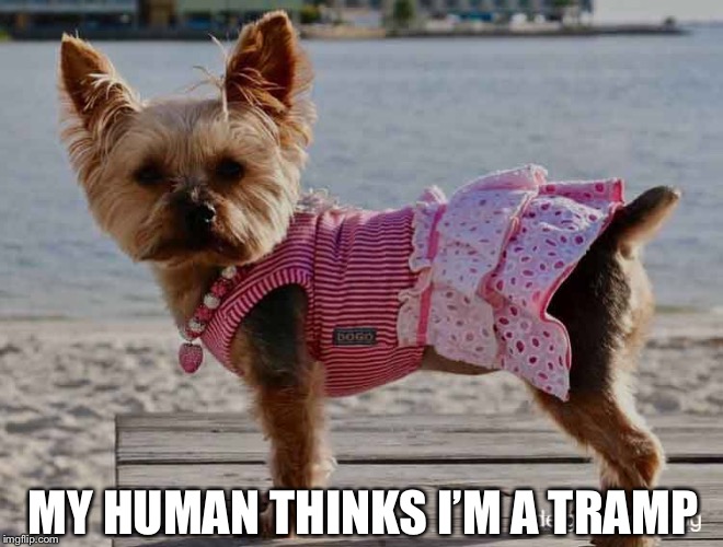 MY HUMAN THINKS I’M A TRAMP | image tagged in dog | made w/ Imgflip meme maker