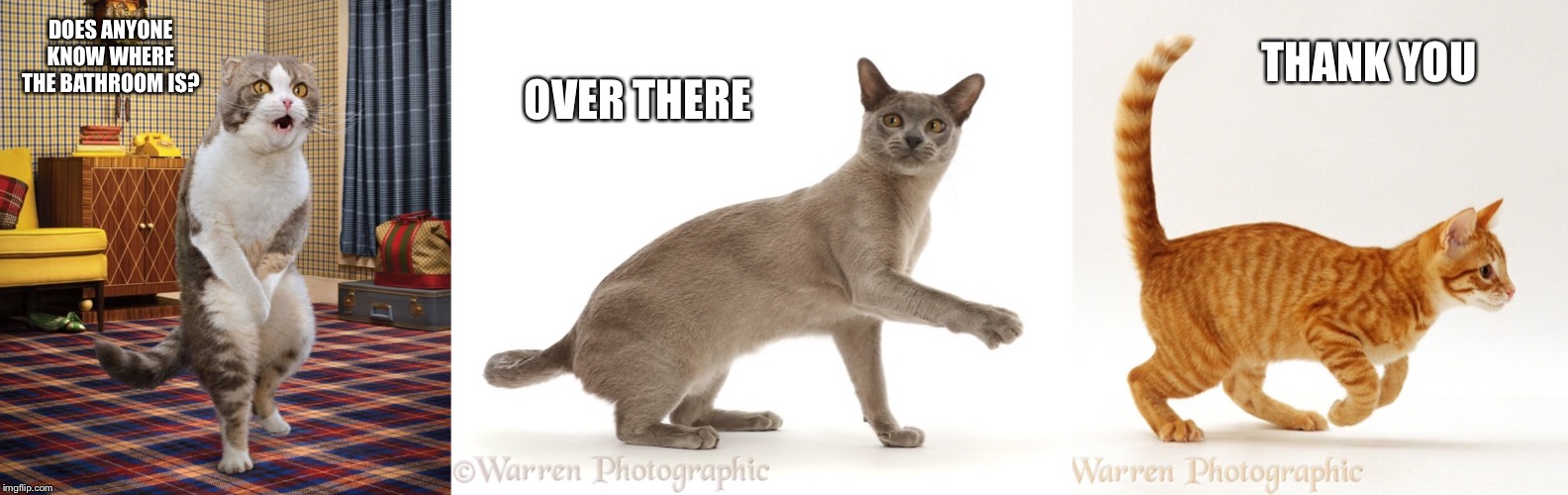 Omo-Cat #1: The Confusion | THANK YOU; OVER THERE; DOES ANYONE KNOW WHERE THE BATHROOM IS? | image tagged in cat,pee,confused,thank you,over there | made w/ Imgflip meme maker