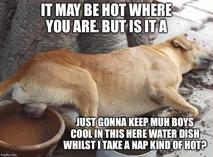 He may be onto something ... | IT MAY BE HOT WHERE YOU ARE. BUT IS IT A; JUST GONNA KEEP MUH BOYS COOL IN THIS HERE WATER DISH WHILST I TAKE A NAP KIND OF HOT? | image tagged in dog,hot dog,heat | made w/ Imgflip meme maker
