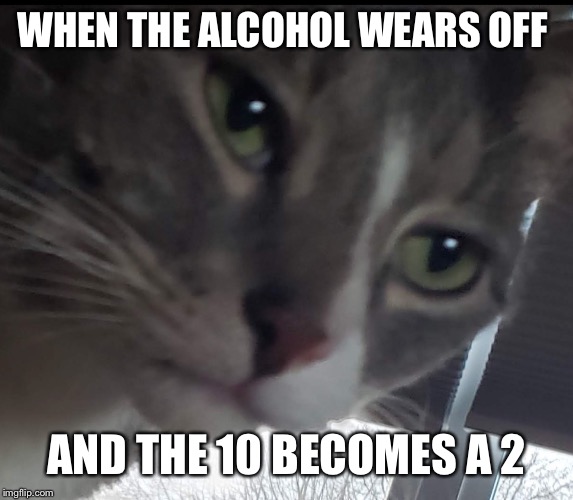 Oliver The Cat | WHEN THE ALCOHOL WEARS OFF; AND THE 10 BECOMES A 2 | image tagged in oliver the cat | made w/ Imgflip meme maker