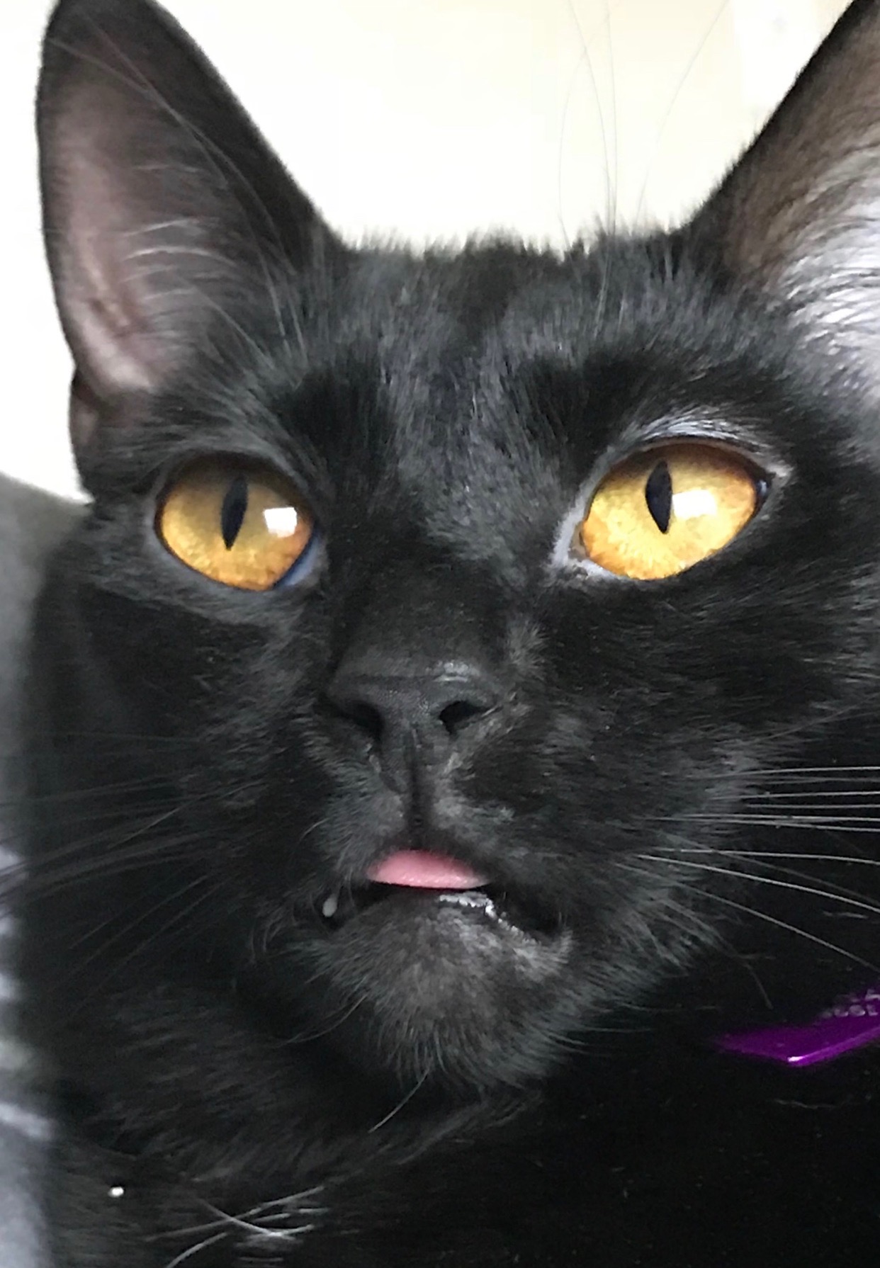 Black Cat Silly Blank Meme Template