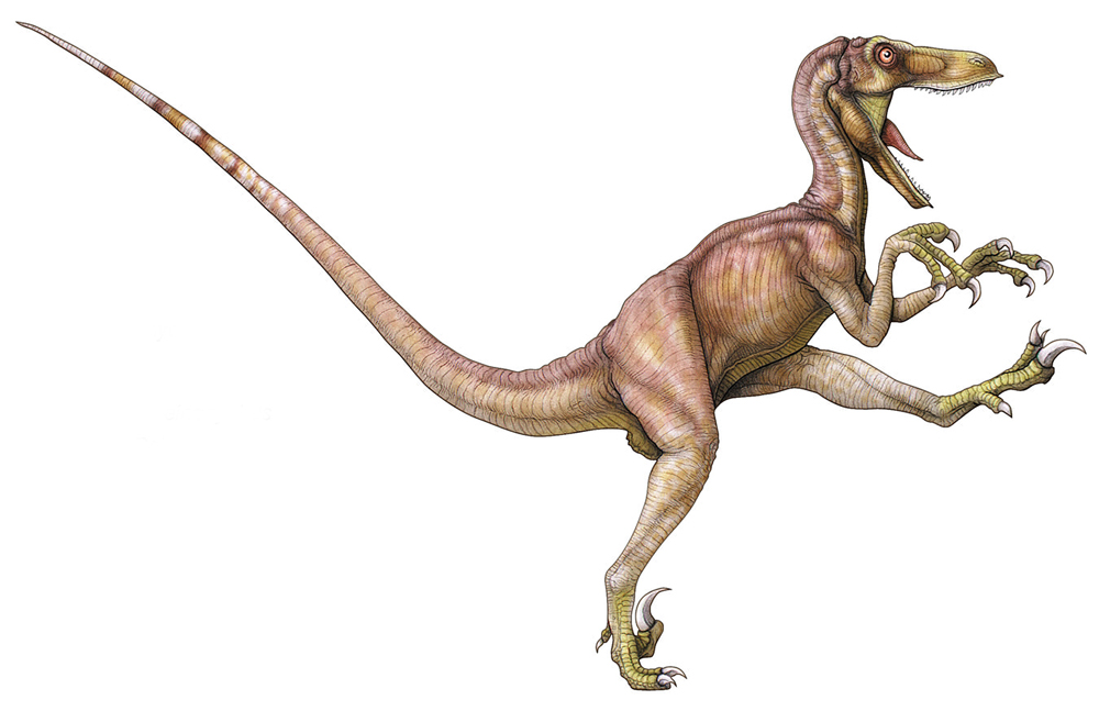 Raptor Blank Template Imgflip
