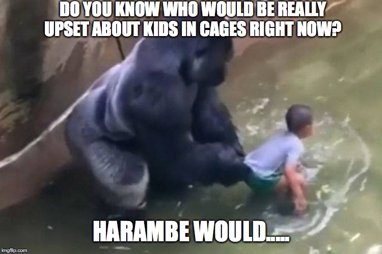 DO YOU KNOW WHO WOULD BE REALLY UPSET ABOUT KIDS IN CAGES RIGHT NOW? HARAMBE WOULD..... | image tagged in kids in cages,harambe | made w/ Imgflip meme maker