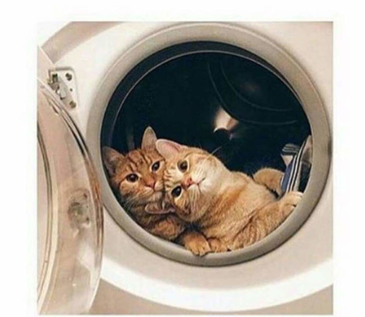 CATS IN A WASHER Blank Meme Template