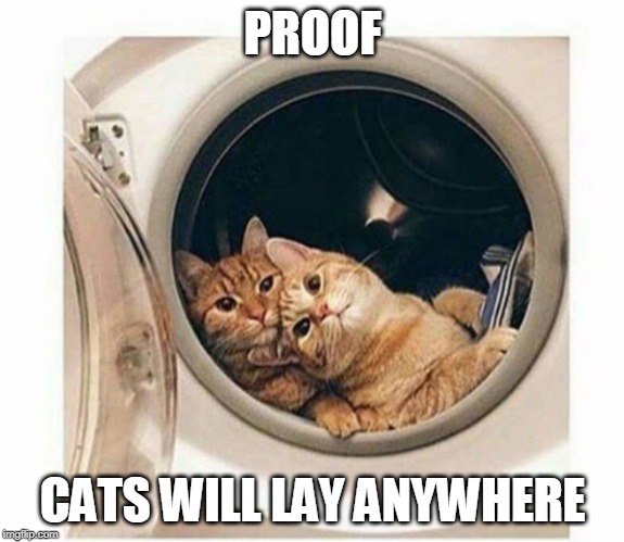 NO LAUNDRY TODAY | PROOF; CATS WILL LAY ANYWHERE | image tagged in cats in a washer,cats,cute cat,funny,funny cats | made w/ Imgflip meme maker