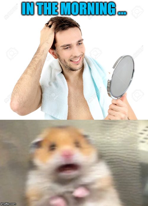 mirror hamster | IN THE MORNING ... | image tagged in mirror | made w/ Imgflip meme maker