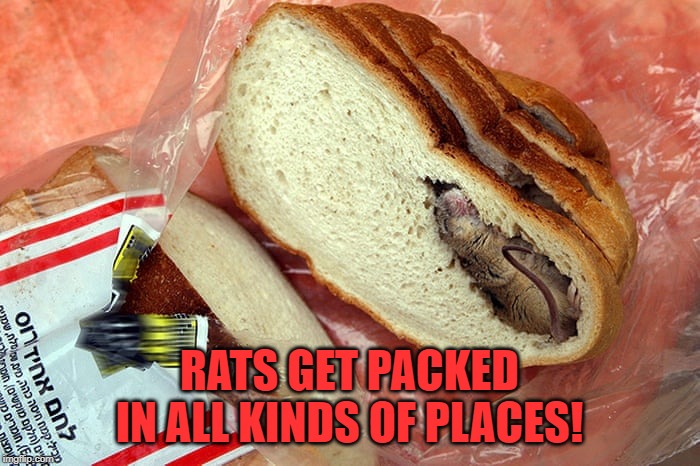RATS GET PACKED IN ALL KINDS OF PLACES! | made w/ Imgflip meme maker