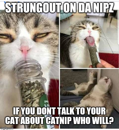 Catnip Awareness | STRUNGOUT ON DA NIPZ; IF YOU DONT TALK TO YOUR CAT ABOUT CATNIP WHO WILL? | image tagged in cats,catnip | made w/ Imgflip meme maker
